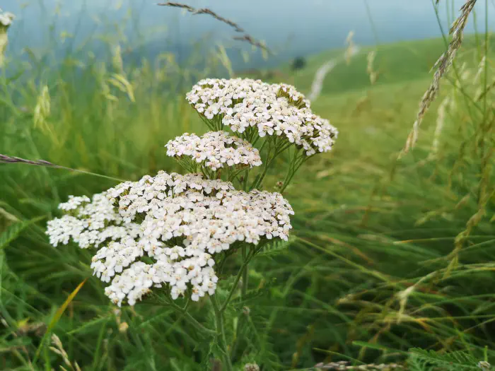 Tincture can also be made from common yarrow (Achillea millefolium).