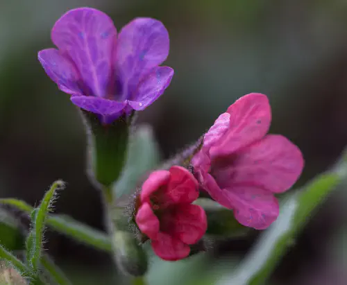 Common lungwort (Pulmonaria officinalis)