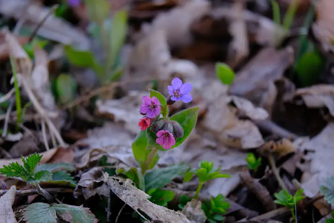 Common lungwort likes to grow in forests or on the edge of forests.