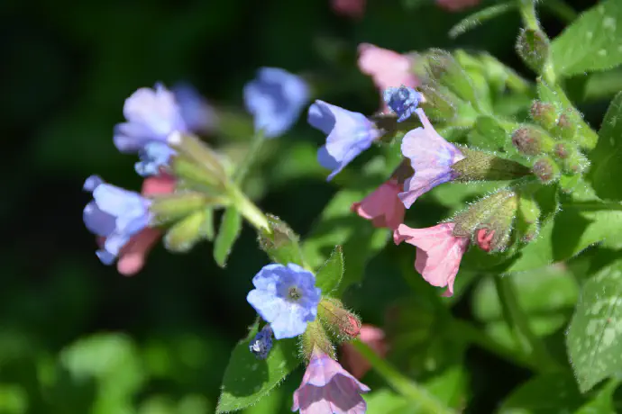 Common lugwort with its pink and purple flowers.