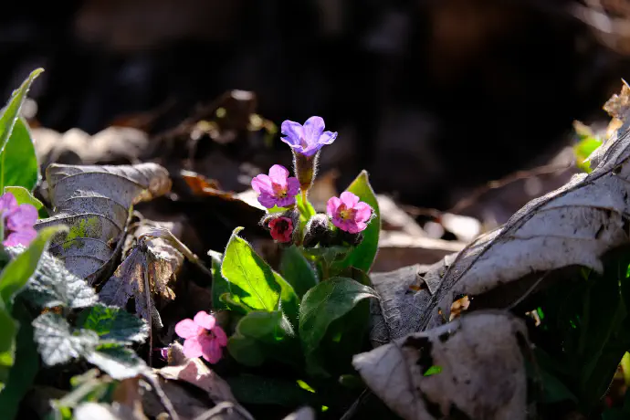 Lungwort is in its natural habitat in the forests in early spring.