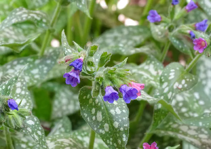 The leaves of the lungwort have white spots or freckles.