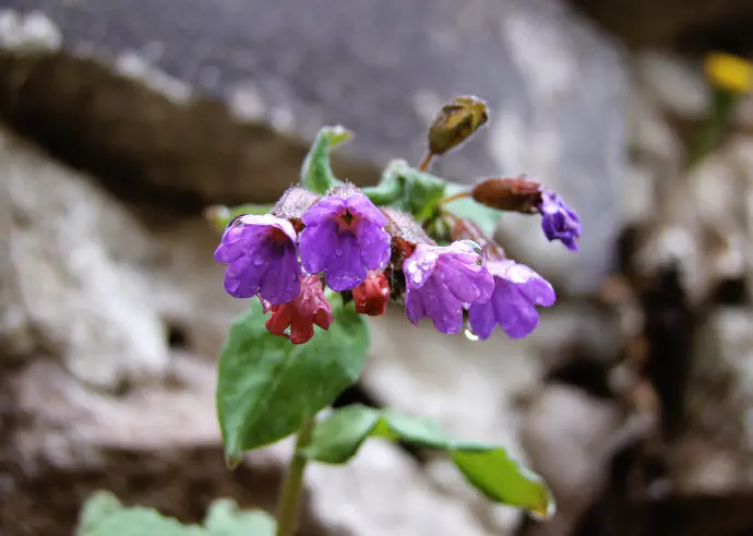The *Pulmonaria officinalis* with its pinkish-purple flowers.