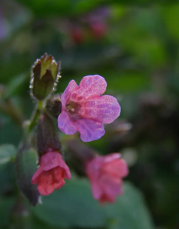 *Pulmonaria officinalis* with its beautiful pink flowers.