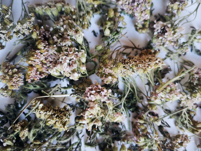 Common yarrow tea preparation: Crush one to two teaspoons of yarrow and add to a cup of boiling water. Cover and steep for 10 minutes, then strain. Drink 3 to 4 cups daily.