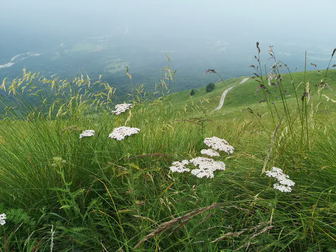 *Achillea millefolium* plant is harvested from June to October. All parts are aromatic, but flowers and leaves are most often collected.