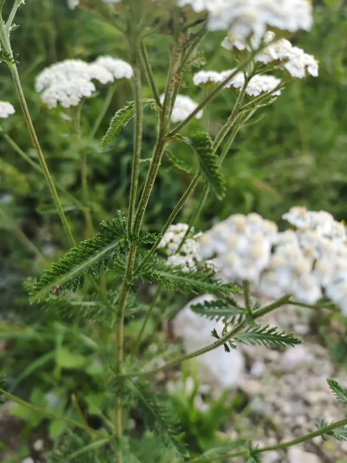 Yarrow is a meadow plant. Its species name, millefolium, means thousand leaves. The finely divided leaf structure is clearly visible.