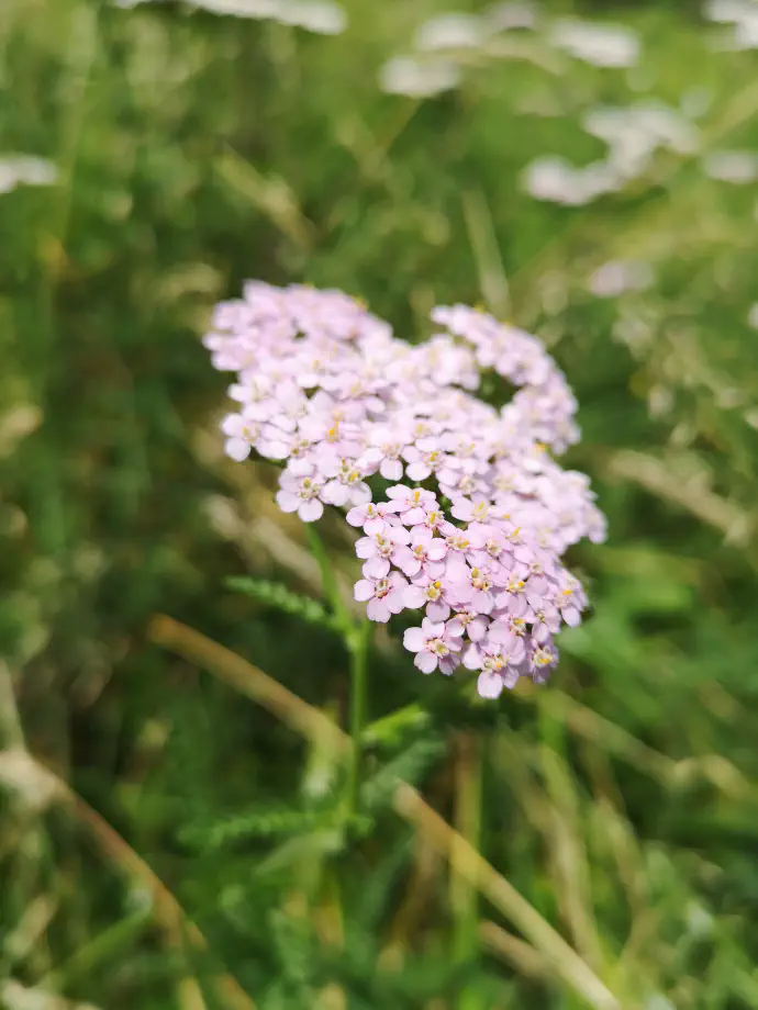 Yarrow description: a perennial herb growing up to 60 cm tall, with dirty white or pinkish flowers.