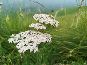 common-yarrow.jpg