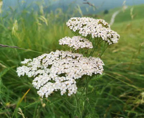 Common yarrow (Achillea millefolium)