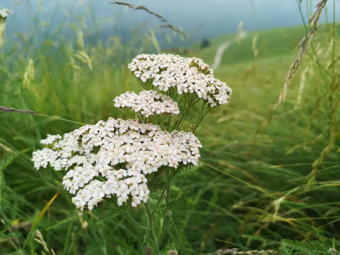 Common yarrow is a highly versatile perennial, particularly valuable for relieving menstrual cramps, digestive issues, colds, fevers, and for healing wounds.