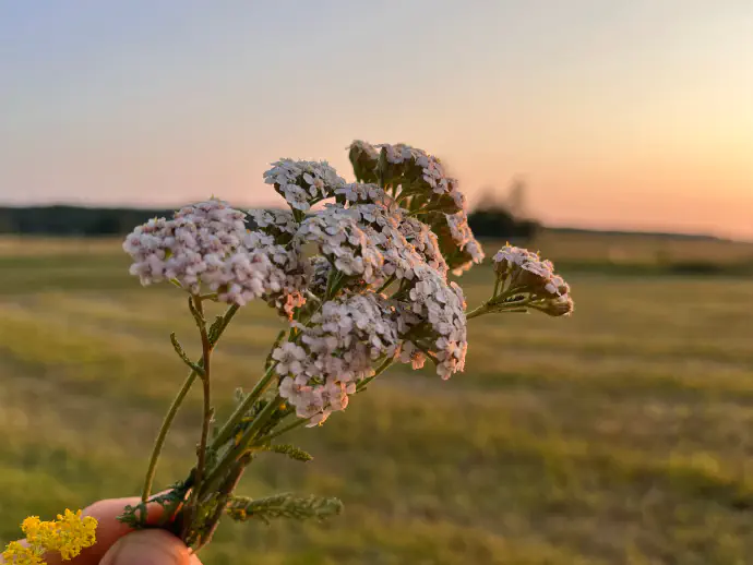 Hand holding freshly harvested common yarrow (Achillea millefolium) flowers in a meadow at sunset