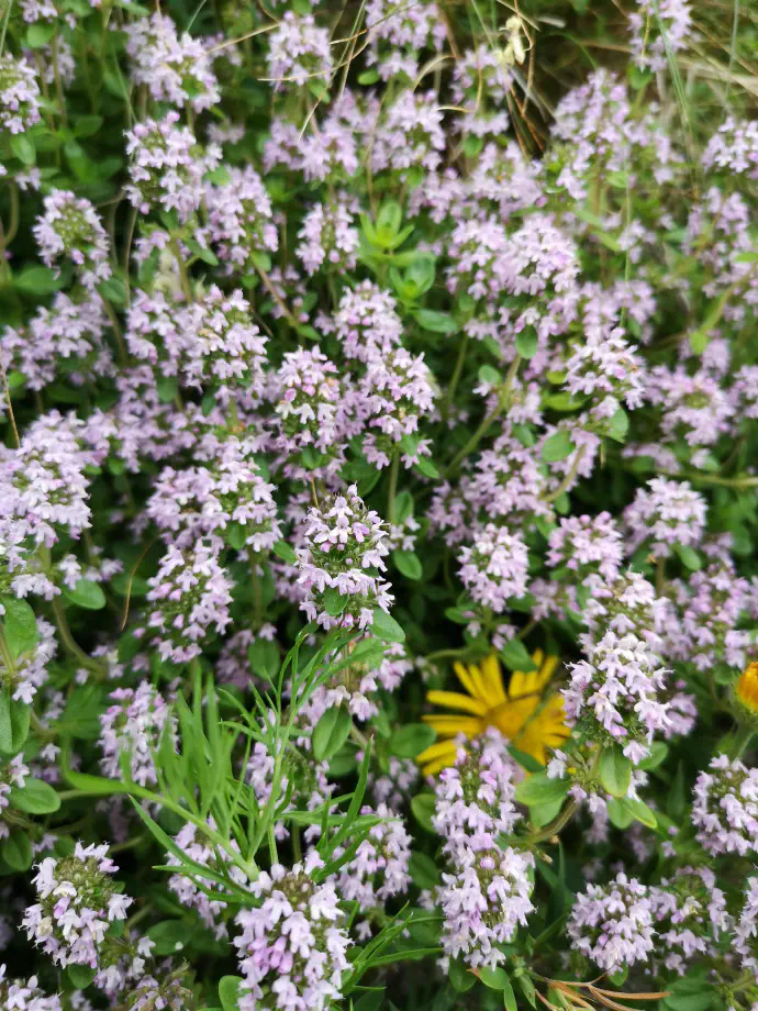 Delicate pinkish-purple inflorescences of creeping thyme abound on the stems, which are strongly scented due to their essential oil content.