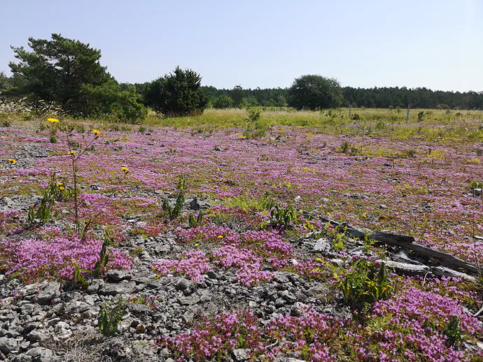 The field of *Thymus serpyllum*.