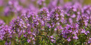creeping-thyme-flowers.png