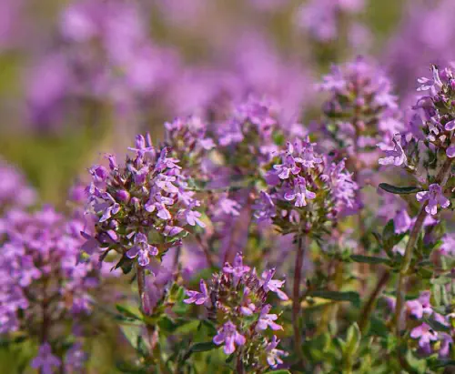 Creeping thyme (Thymus serpyllum)