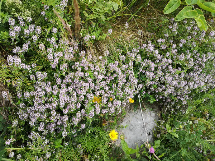 *Thymus serpyllum* grows as a semi-shrub with a woody rhizome up to 25 cm tall and up to half a metre wide or more.