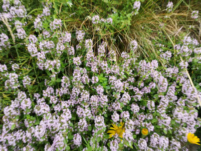 Creeping thyme or wild thyme growing in the wild.
