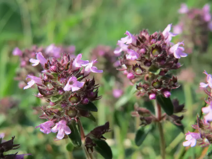 As it disinfects, it can be used to rinse wounds and for various sports injuries.