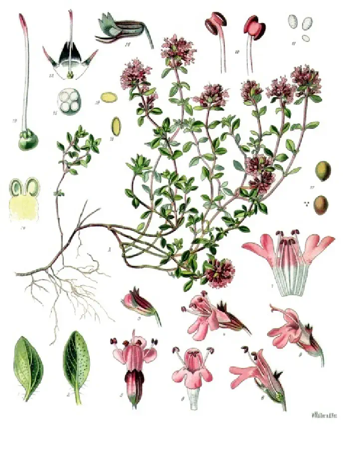Illustration of the parts of the *Thymus serpyllum* plant for easy identification: stem, leaves, flowers, seeds, and roots.