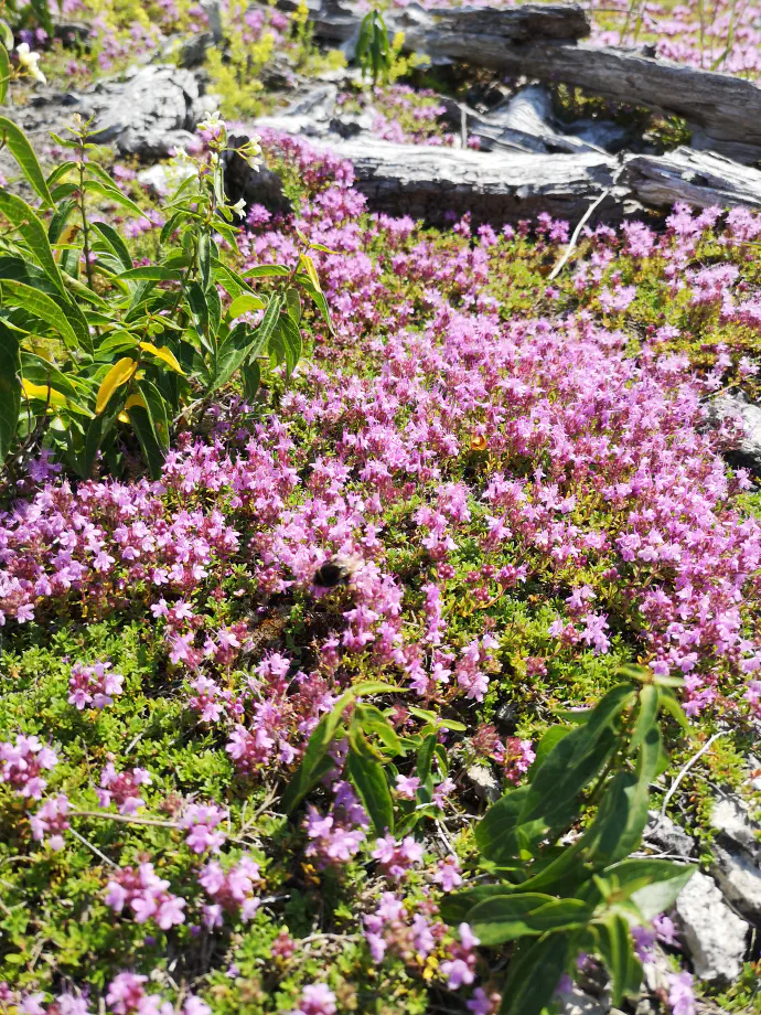 Creeping thyme from Gotland, Sweden.