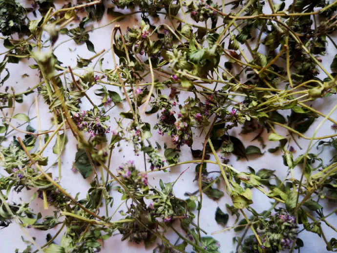*Thymus serpyllum* after drying. The medicinal plant has been dried whole and will only be torn before we cook the tea so it doesn't lose the aroma and the active ingredients.