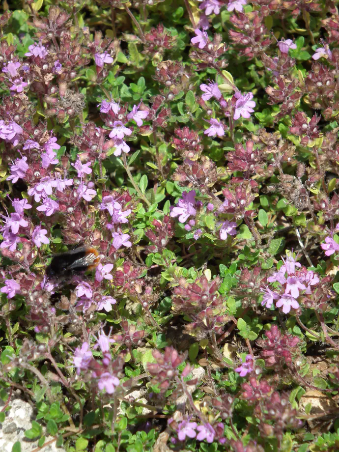 Creeping thyme is particularly soothing coughs.