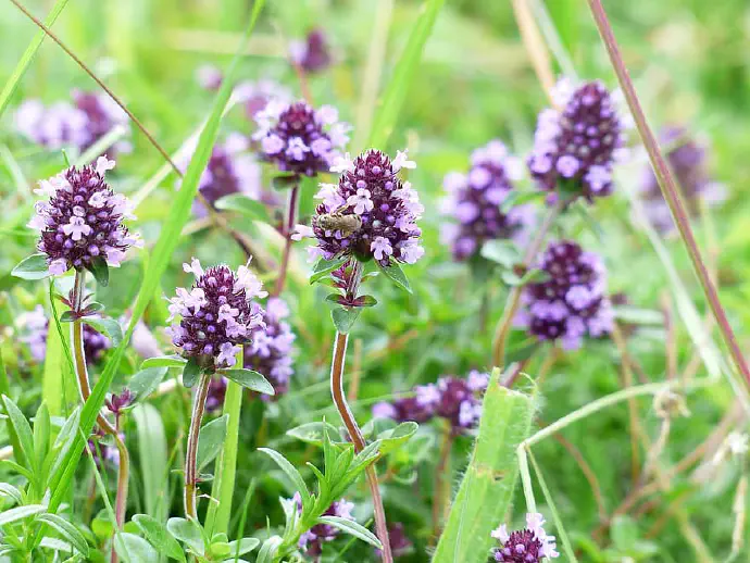 The main active constituents of *Thymus serpyllum* are the essential oils (most notably, thymol and carvacrol).
