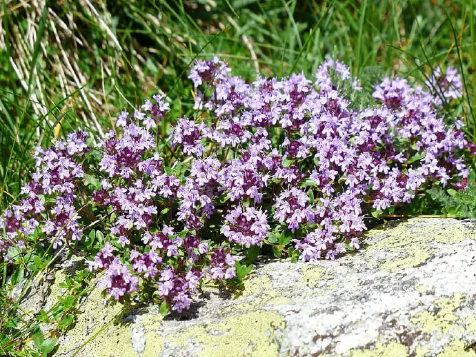 Creeping thyme is harvested from May to September when the herb is in flower.