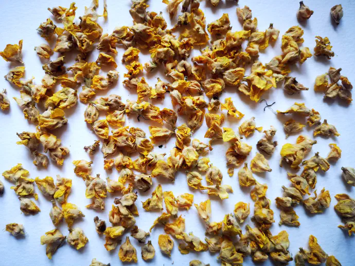 Mullein flowers must be dried quickly and carefully — even with artificial heat — to retain their color and active compounds.