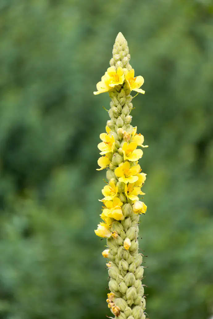 Several mullein species are used medicinally. Relatives of denseflower mullein include orange mullein (*Verbascum phlomoides*) and great mullein (*Verbascum thapsus*). Other relatives of denseflower mullein can also be found — black mullein (*Verbascum nigrum*), *Verbascum austriacum*, and *Verbascum alpinum*.