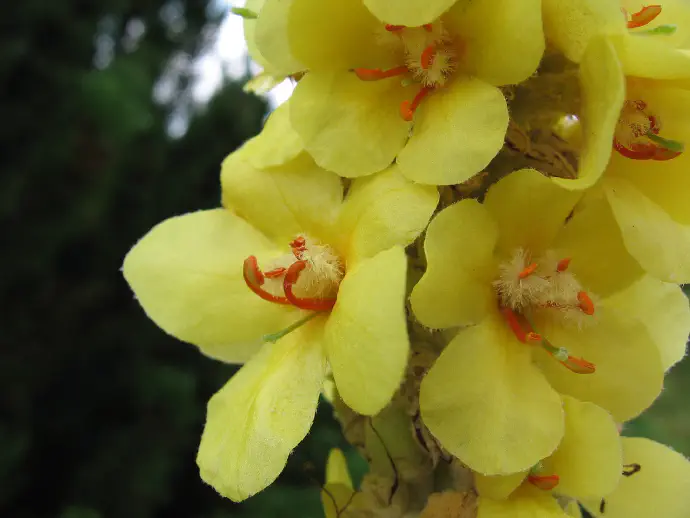  Denseflower mullein is a biennial plant that forms only a basal rosette in the first year, and in the second develops a tall, hairy stem up to 2 meters high.