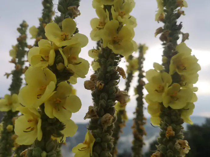 In the past, long stems were coated with resin and used as torches, giving rise to names like king's candle and king's torch.