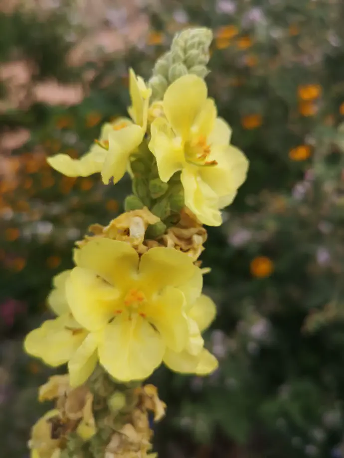 Mullein syrup is used for colds accompanied by throat irritation and cough. It is suitable for children as well.