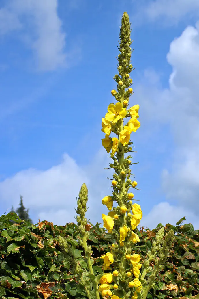 To prepare the tea, pour a cup of boiling water over 2–3 teaspoons of dried mullein flowers, steep for 5–10 minutes, and strain.