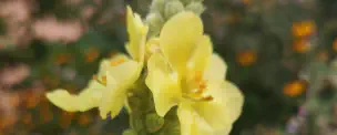 denseflower-mullein.jpg