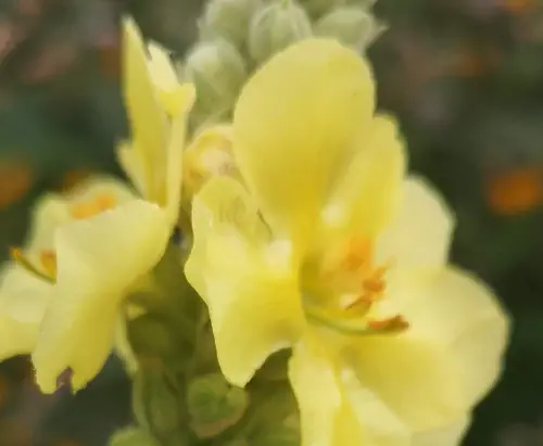 Denseflower mullein (Verbascum densiflorum)
