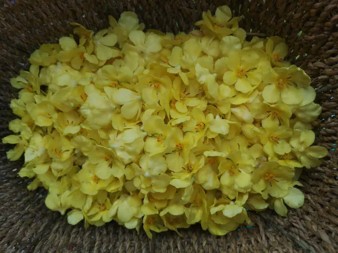 *Verbascum thapsiforme* infused in olive oil is used topically for skin inflammations, wounds, and ear ailments.