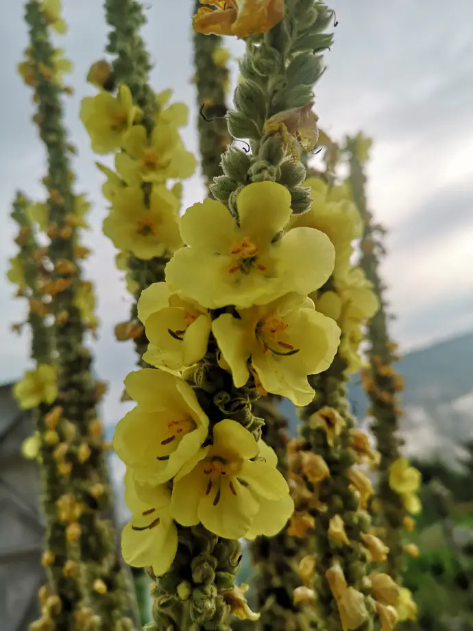 Most folk medicinal applications of mullein relate to inflammation — including asthma, skin disorders, and rheumatism.