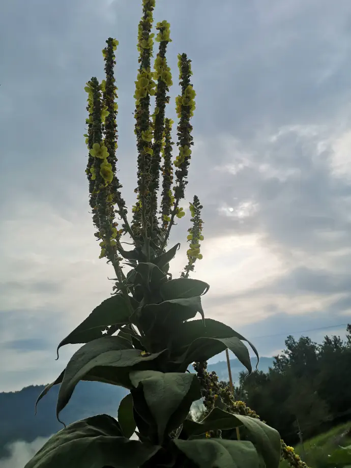 It is used in folk medicine mainly for treating respiratory problems, mucus buildup, colds, and coughs.