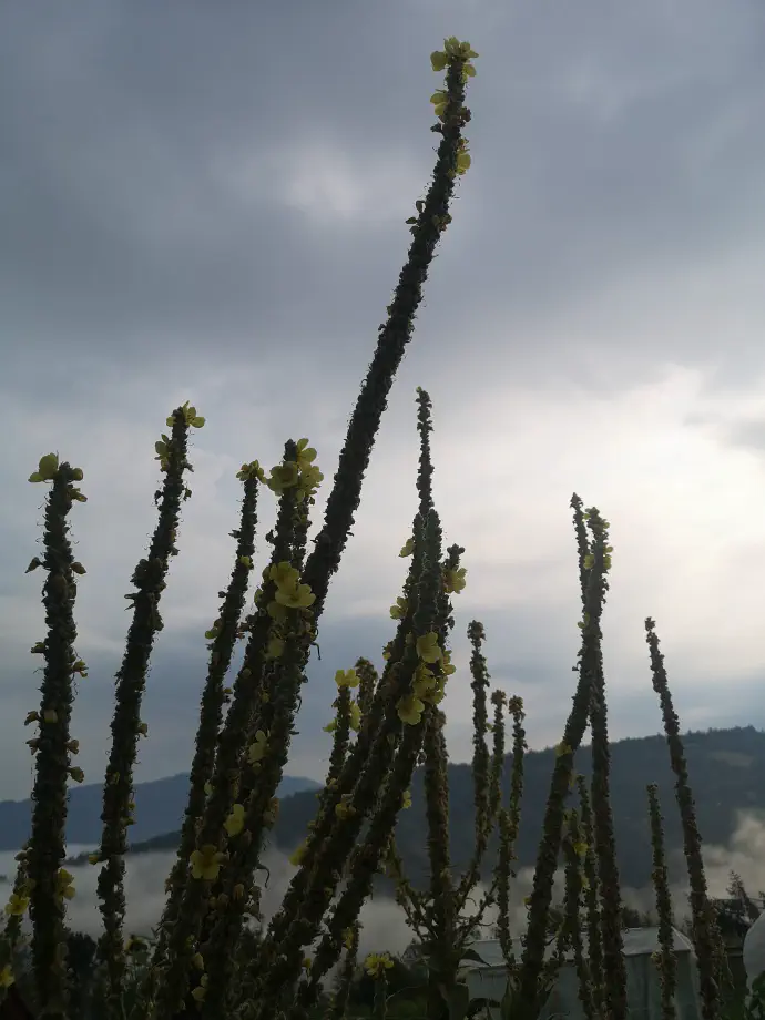 Because of its upright stem, *Verbascum densiflorum* earned the folk name kings’s candle.