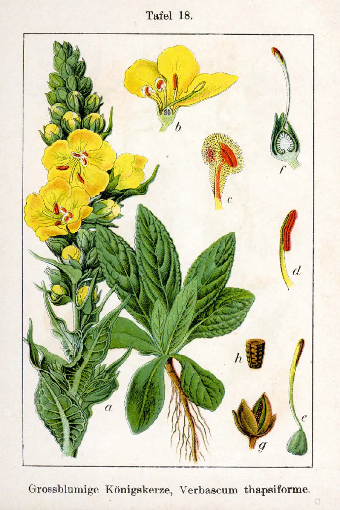 Illustrated depiction of denseflower mullein candle showing leaves, stem, flowers, seeds, and root.