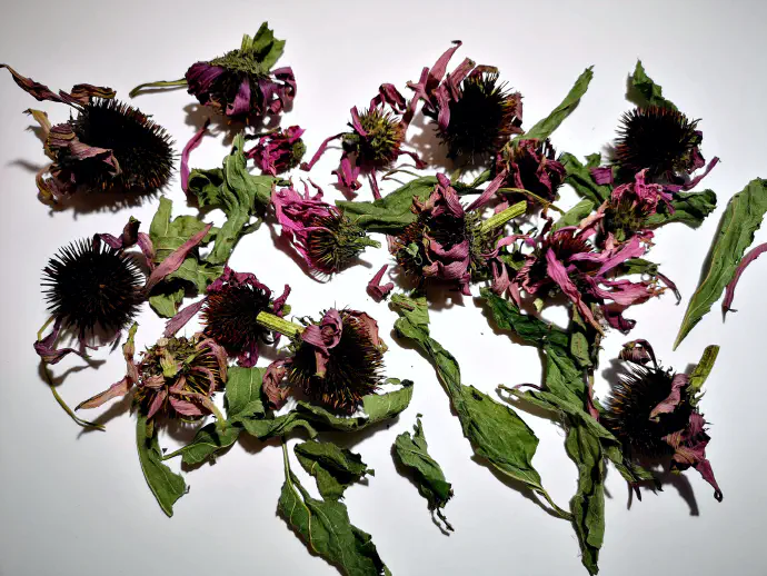 Dried flowers and leaves of purple coneflower. *Echinacea purpurea* can be consumed as tea or tincture, and used externally in ointments and compresses. Tincture is made by soaking chopped plant material in alcohol for 40 days.
