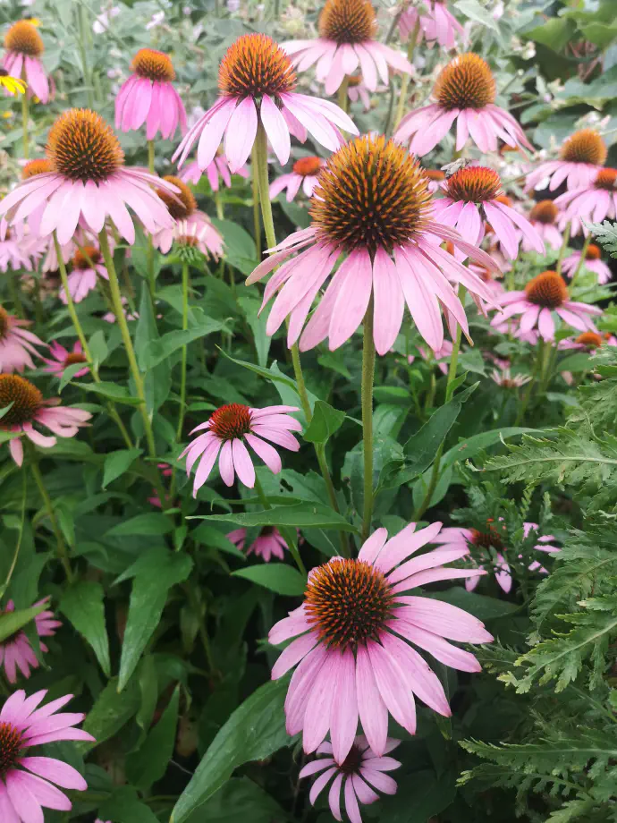 Eastern purple coneflower in full bloom. Though native to central and southeastern North America, purple coneflower is now cultivated worldwide in temperate climates due to its hardiness and therapeutic value.
