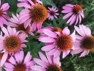 eastern-purple-coneflower.jpg