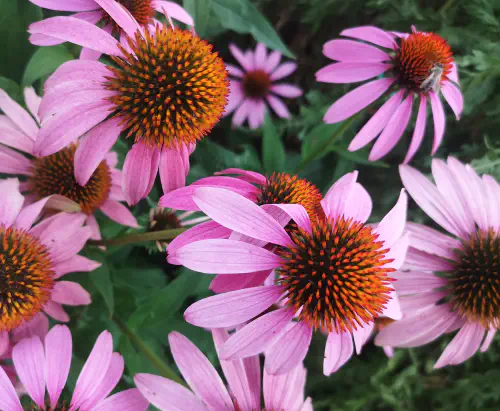 Eastern purple coneflower (Echinacea purpurea)