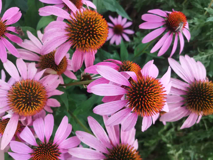 Eastern purple coneflower in full bloom. *Echinacea purpurea* contains compounds such as flavonoids, phenols, alkamides, and essential oils that have immune-boosting, anti-inflammatory, antifungal, and antiviral effects.