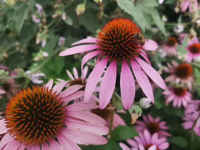 *Echinacea purpurea* with a bee. It’s used to treat colds, flu, coughs, bronchitis, sore throat, and skin issues like wounds, burns, and insect bites. It's also used preventively to strengthen the immune system.