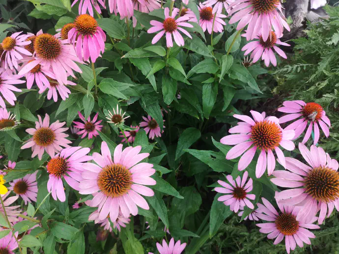 Eastern purple coneflower in full bloom. The roots, leaves, and flowers of the plant are harvested for medicinal use—flowers and leaves during summer, and roots in late autumn.