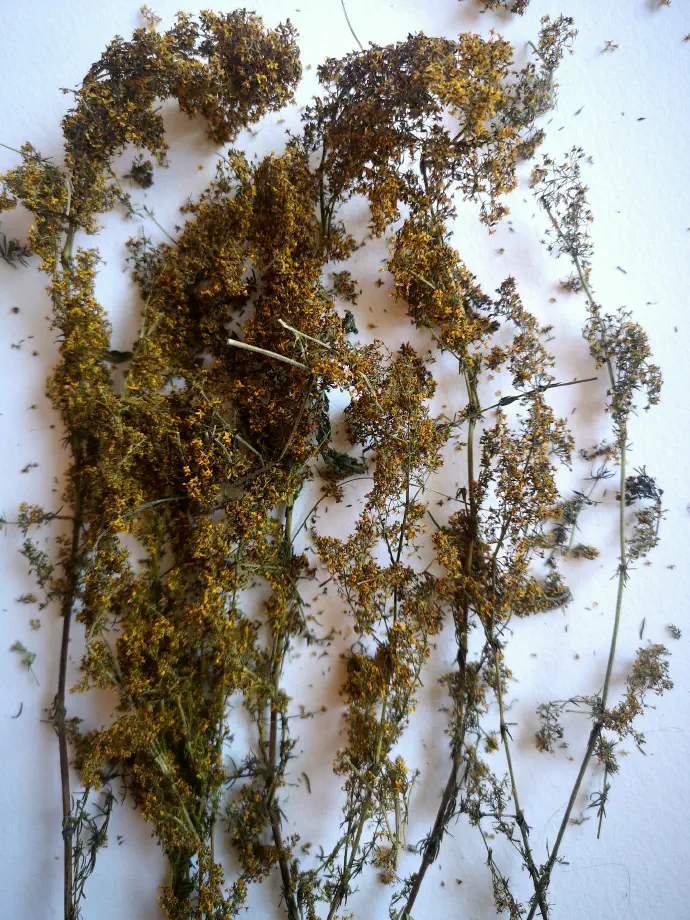 Dried medicinal herb for tea. Unfortunately, the bright golden-yellow color does not remain after drying and turns brownish-orange.